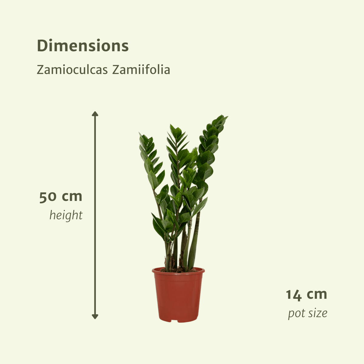 Zamioculcas zamiifolia - 2 piante - ø14cm - ↕50cm