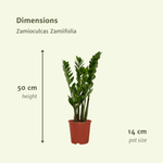 Load image into Gallery viewer, Zamioculcas zamiifolia - 2 plants - ø14cm - ↕50cm