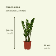 Zamioculcas zamiifolia - 2 plants - ø14cm - ↕50cm