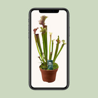 Sarracenia 'Judith Hindle' - Ø12cm - ↕30cm