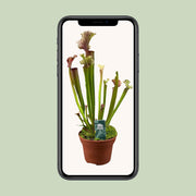 Sarracenia 'Judith Hindle' - Ø12cm - ↕30cm