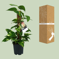 Epipremnum (Scindapsus) - Ø15cm - ↕50cm