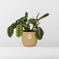 Maranta leuconeura ‘Fascinator’ Tricolor in vaso ELHO Vibes Fold, Giallo, Ø14cm ↕25cm