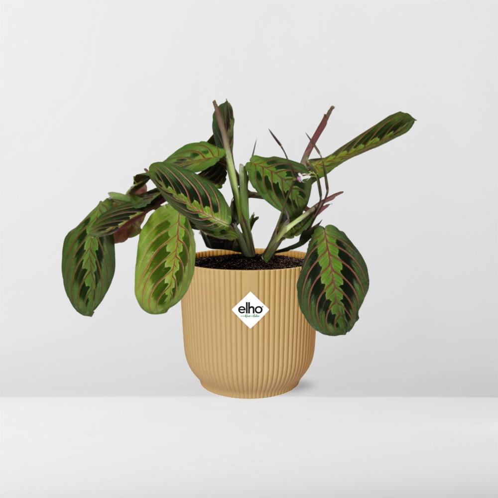 Maranta leuconeura ‘Fascinator’ Tricolor in ELHO Vibes Fold, Yellow, Ø14cm ↕25cm