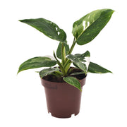 Philodendron erubescens 'White Princess' - Ø12cm - ↕25cm
