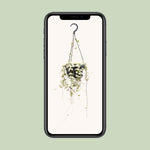 Load image into Gallery viewer, Ceropegia woodii - Ø14cm - ↕40cm