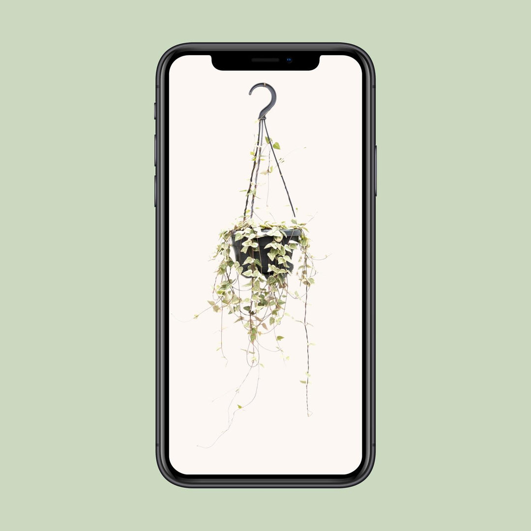 Ceropegia woodii - Ø14cm - ↕40cm