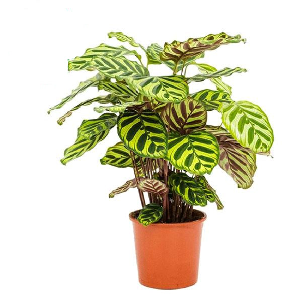 Calathea makoyana - Ø17cm - ↕55cm