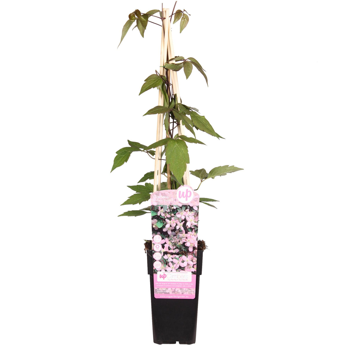Clematis Montana 'Fragrant Spring' - Ø15 - ↨65cm