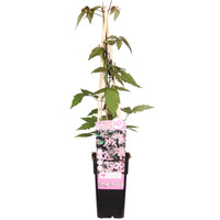 Clematis Montana 'Fragrant Spring' - Ø15 - ↨65cm