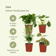 Animal-Friendly Plant Box - 4 plants - Ø12cm - ↕20-40cm