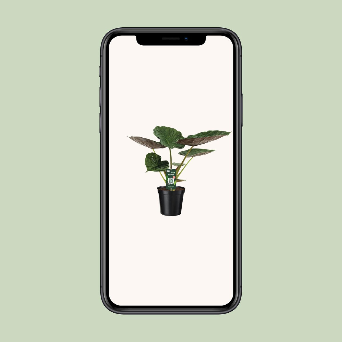 Alocasia wentii (Elephant ear) - Ø19cm - ↕70cm