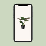 Load image into Gallery viewer, Alocasia wentii (Elephant ear) - Ø19cm - ↕70cm