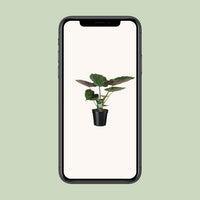 Alocasia wentii (Elephant ear) - Ø19cm - ↕70cm