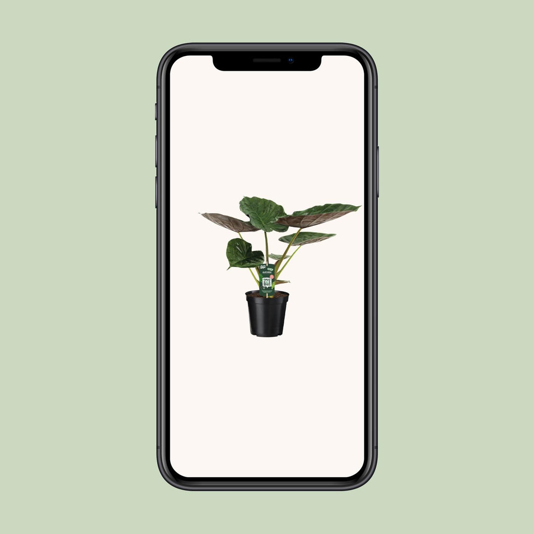 Alocasia wentii (Elephant ear) - Ø19cm - ↕70cm