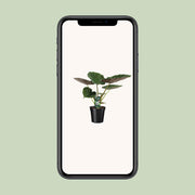 Alocasia wentii (Elephant ear) - Ø19cm - ↕70cm