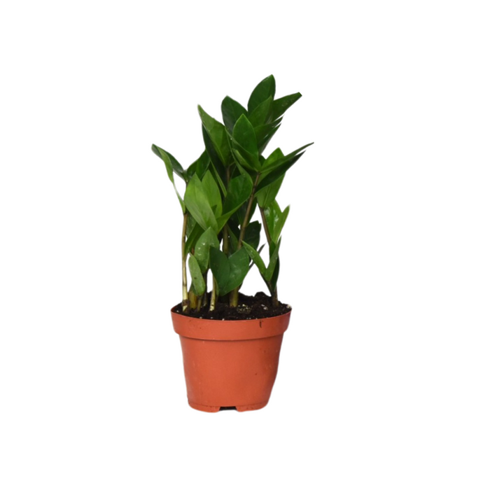Zamioculcas zamiifolia - Ø12cm - ↕30cm