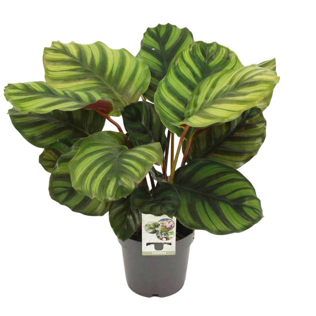 Calathea fasciata - Ø14cm - ↕50cm