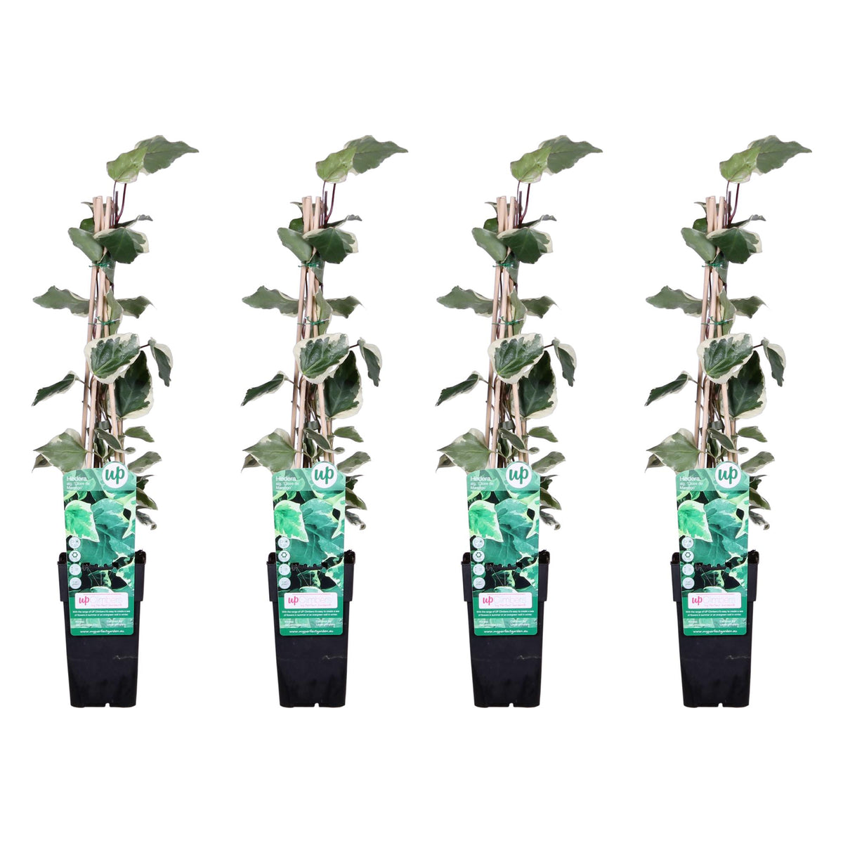 Hedera (Ivy) algeriensis 'Gloire de Maren' - 4 piante - ↨65cm - Ø15