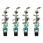 Load image into Gallery viewer, Hedera algeriensis &#39;Gloire de Maren&#39; - 4 pieces - ↨65cm - Ø15
