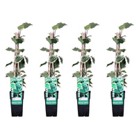 Hedera (Ivy) algeriensis 'Gloire de Maren' - 4 piante - ↨65cm - Ø15