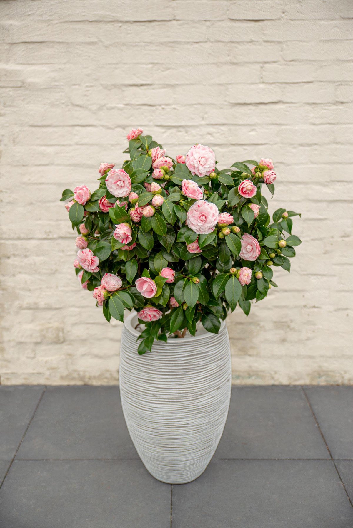 Camellia japonica 'Bonomiana' - Ø19 - ↨65cm