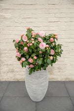 Load image into Gallery viewer, Camellia japonica &#39;Bonomiana&#39; - Ø19 - ↨65cm

