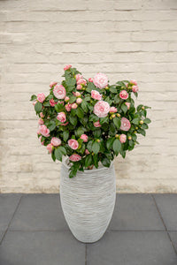 Camellia japonica 'Bonomiana' - Ø19 - ↨65cm