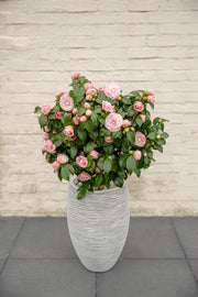 Camellia japonica 'Bonomiana' - Ø19 - ↨65cm
