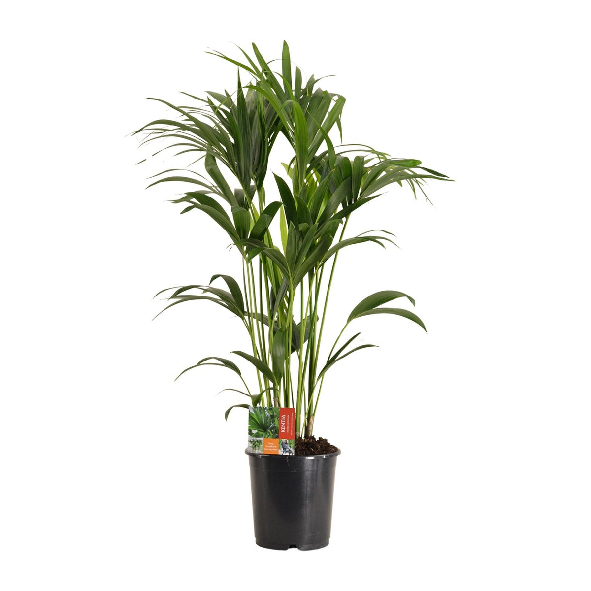 Howea Forsteriana (Kentia) - Ø24cm - ↕120cm