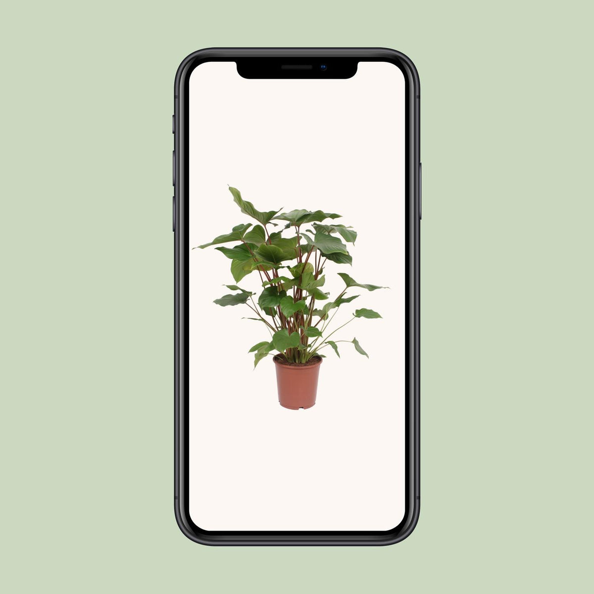 Homalomena rubescens 'Maggy' - Ø24cm - ↕90cm