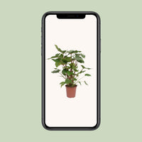 Homalomena rubescens 'Maggy' - Ø24cm - ↕90cm