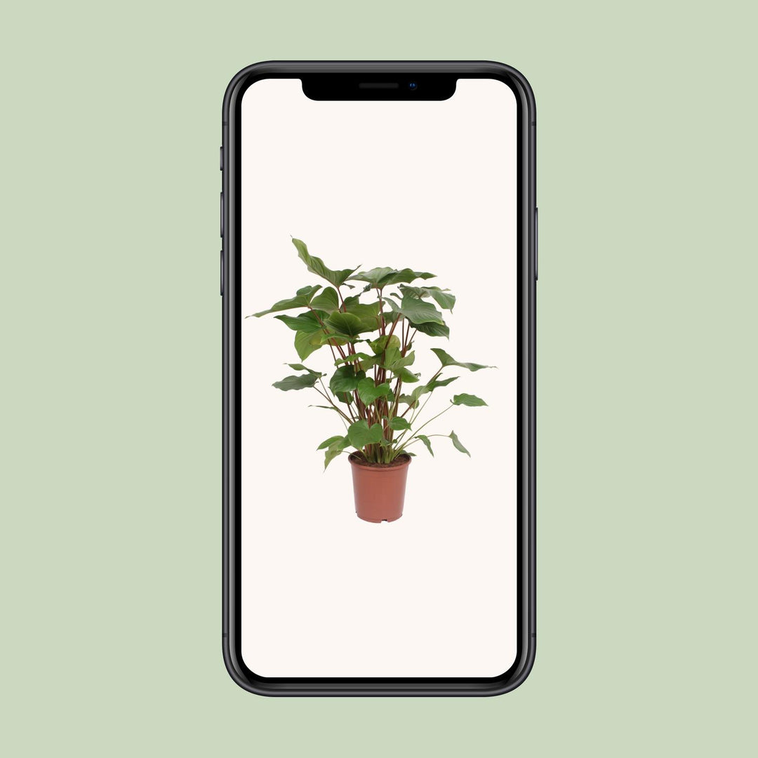Homalomena rubescens 'Maggy' - Ø24cm - ↕90cm