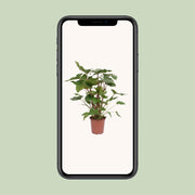 Homalomena rubescens 'Maggy' - Ø24cm - ↕90cm