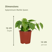 Philodendron scandens - 2 plants - ø12 - ↕15cm