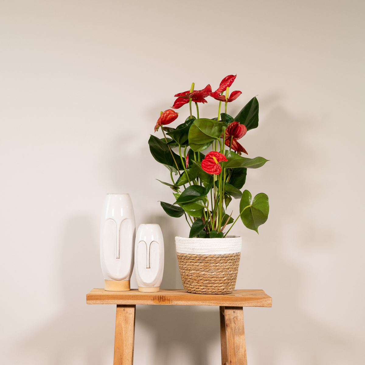 Anthurium andraeanum Red - Ø17cm - ↕55cm