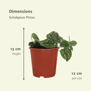 Scindapsus pictus - Epipremnum - 4 plants - ⌀12 - ↕15cm