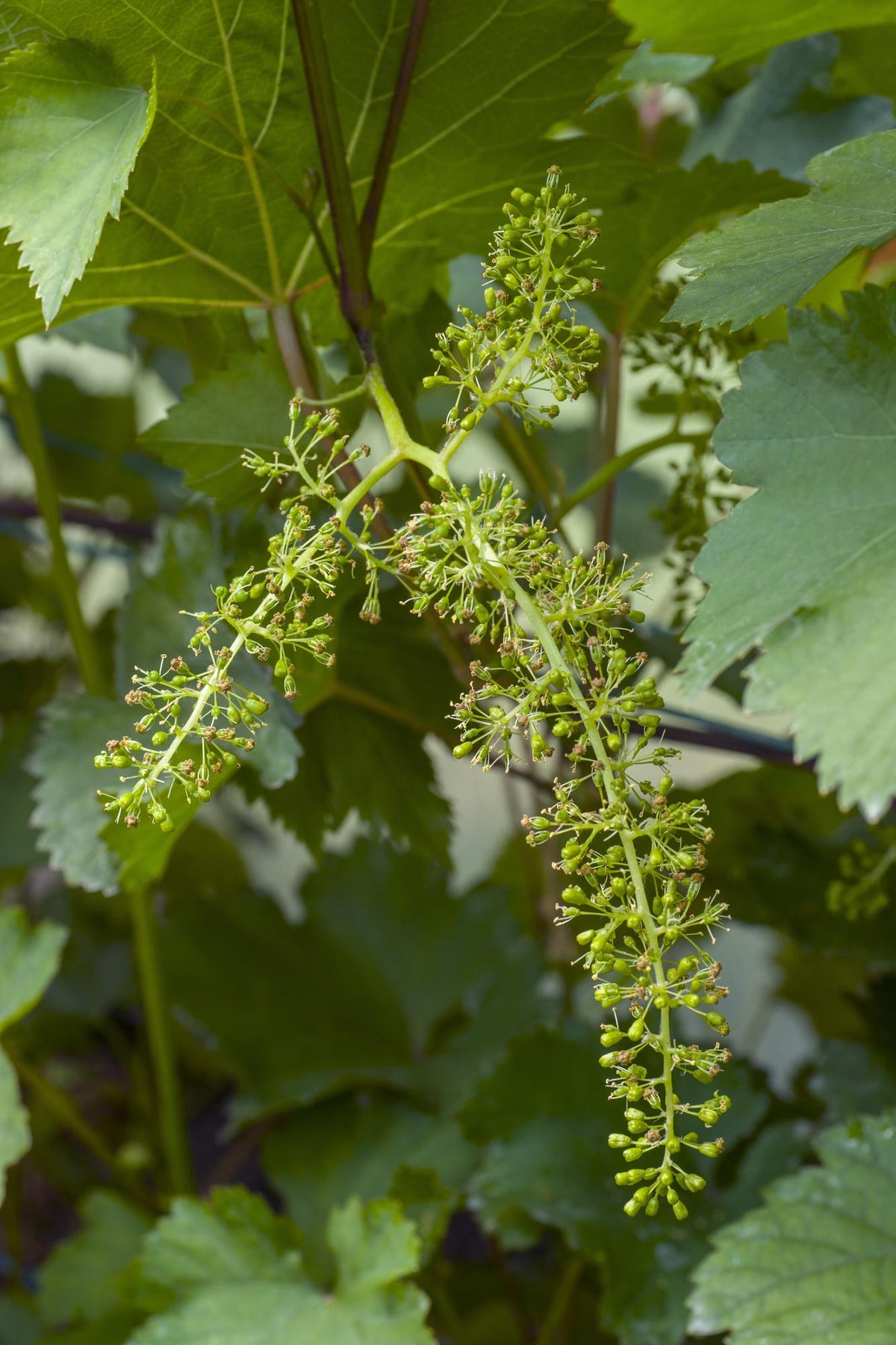 Vitis vinifera 'Johanniter' (Vite) - Ø13cm - ↕45cm