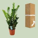 Load image into Gallery viewer, Zamioculcas zamiifolia - Ø21cm - ↕100cm