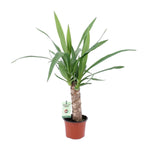 Load image into Gallery viewer, Yucca - Ø12cm - ↕50cm