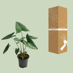 Load image into Gallery viewer, Alocasia zebrina - Ø21cm - ↕60cm
