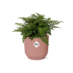 Load image into Gallery viewer, Asplenium parvati in ELHO Vibes Fold Pot, Pink, Ø14cm - ↕15cm