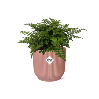 Asplenium parvati in vaso ELHO Vibes Fold, Rosa, Ø14cm - ↕15cm
