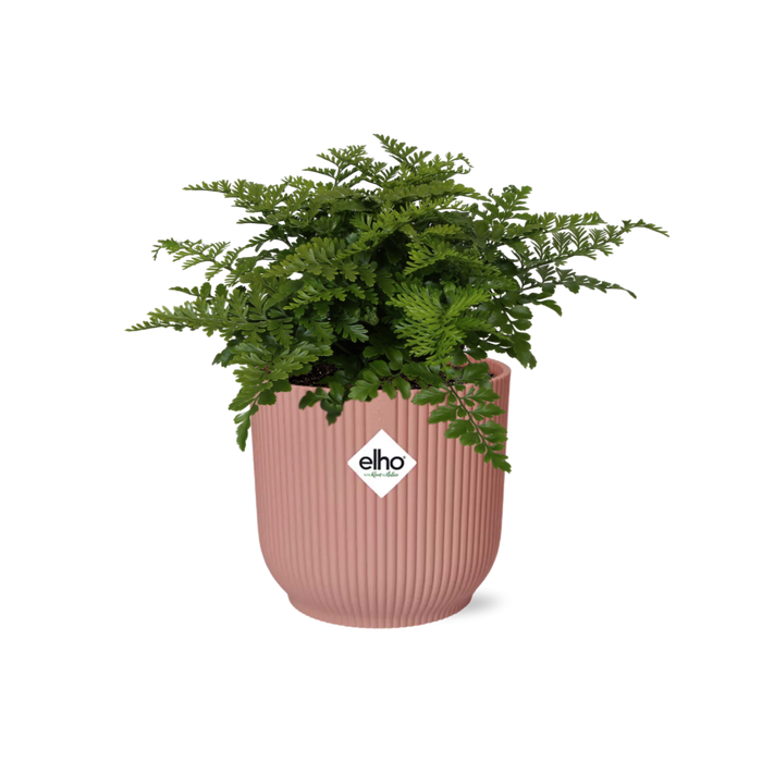 Asplenium parvati in ELHO Vibes Fold Pot, Pink, Ø14cm - ↕15cm