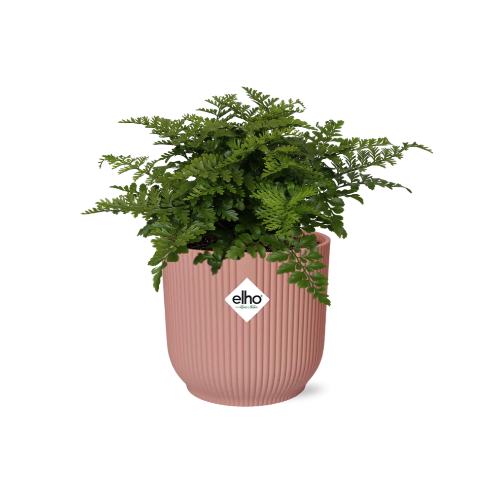 Asplenium parvati in ELHO Vibes Fold Pot, Pink, Ø14cm - ↕15cm