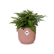 Asplenium parvati in ELHO Vibes Fold Pot, Pink, Ø14cm - ↕15cm