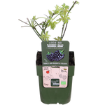 Load image into Gallery viewer, Rubus fruticosus &#39;Thornless Evergreen&#39; (Blackberry) - Ø13cm - ↕45cm
