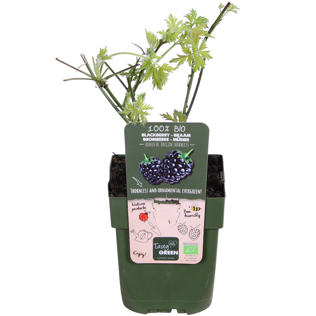 Rubus fruticosus 'Thornless Evergreen' (Blackberry) - Ø13cm - ↕45cm