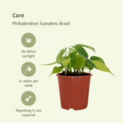 Philodendron scandens 'Brasil' - 4 plants - Ø12cm - ↕15cm