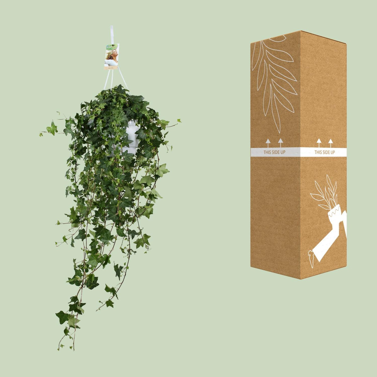 Hedera helix 'Pitsburg' - Ø17cm - ↕45cm